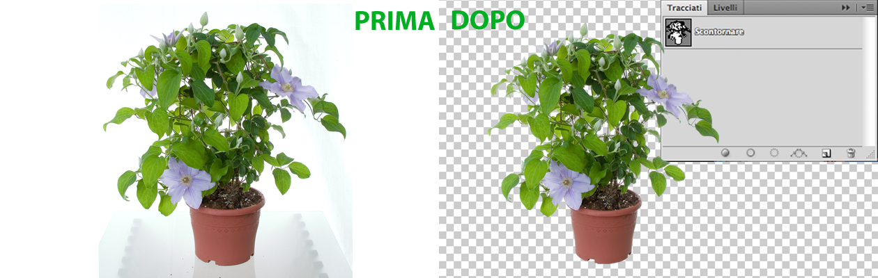 scontornare pianta